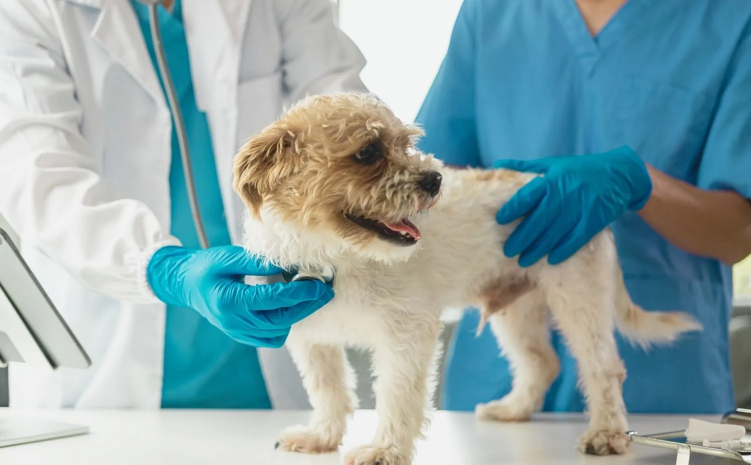 برنامج العيادة البيطرية برنامج العيادة البيطرية